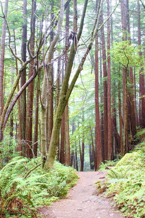 The hiking path leads into a redwood forrest on a wet foggy morning.の写真素材