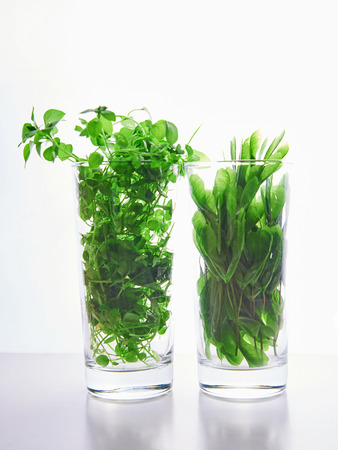 green still life. grass in glass. two glassesの写真素材