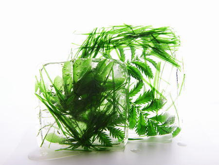 green grass in ice.frozen still lyfeの写真素材