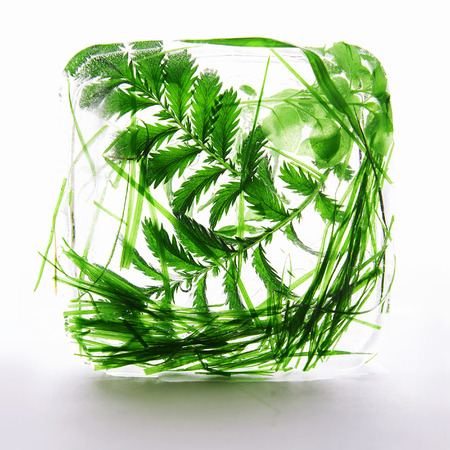 green grass in ice.frozen still lyfeの写真素材