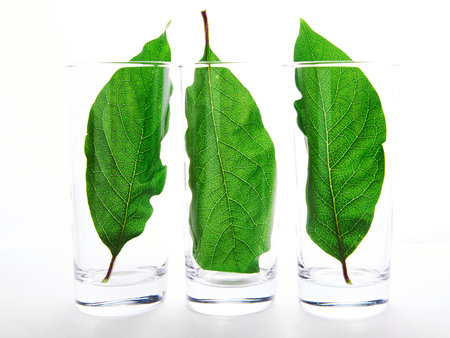 green still life. leaves in glasses. three glassesの写真素材
