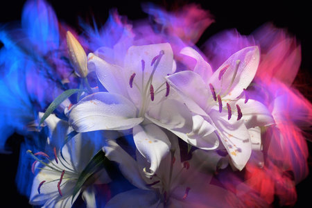 Fresh flowers in color lights. Beautiful lily flowers still lifeの写真素材