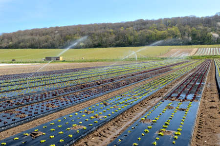 Normandy, France, April 2020.
Market gardening. Automatic system for Irrigation of salads because of a water deficitのeditorial素材