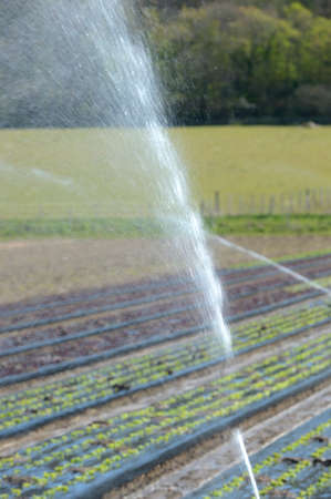 Normandy, France, April 2020.
Market gardening. Automatic system for Irrigation of salads because of a water deficitのeditorial素材