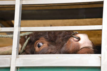 Seine-Maritime, France, February 2019.
Transport of live animals in cattle truck. Bovine, cow, beef behind barsのeditorial素材