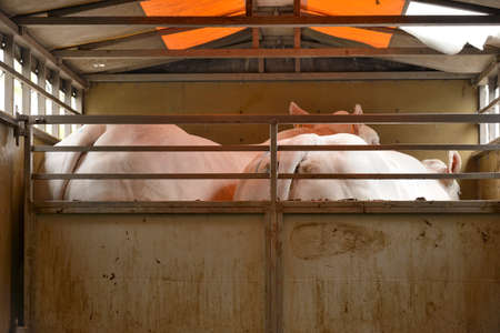 Seine-Maritime, France, February 2019.
Transport of live animals in cattle truck. Bovine, cow, beef...