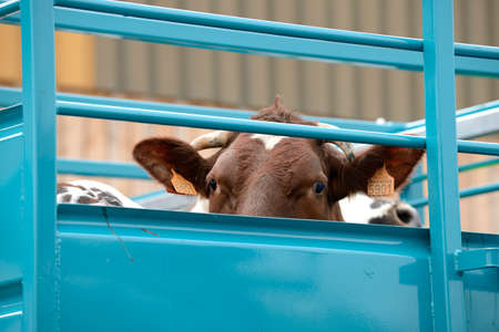 Seine-Maritime, France, February 2019.
Transport of live animals in cattle truck. Bovine, cow, beef behind barsのeditorial素材