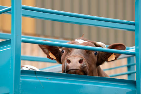Seine-Maritime, France, February 2019.
Transport of live animals in cattle truck. Bovine, cow, beef behind barsのeditorial素材
