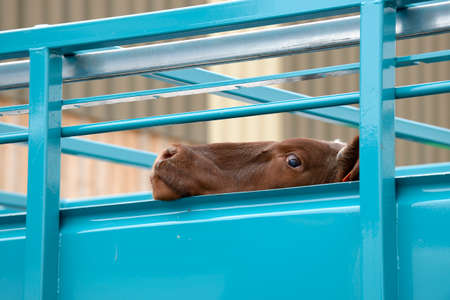 Seine-Maritime, France, February 2019.
Transport of live animals in cattle truck. Bovine, cow, beef behind barsのeditorial素材