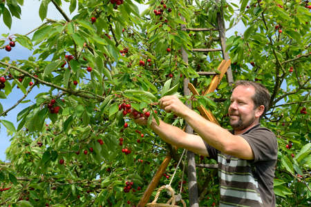 Normandy, France, may 2018.
Cherry picking in an orchard in Seine valley by an fruit producer.
Cherry variety : bigarreau Hedelfingenのeditorial素材