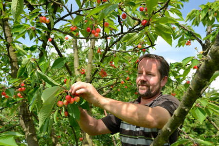 Normandy, France, may 2018.
Cherry picking in an orchard in Seine valley by an fruit...