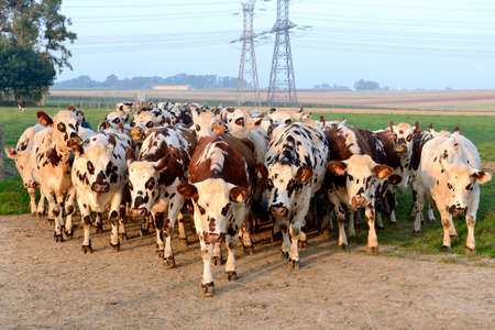 Normandy, France, May 2014.
Dairy herd  on the way to be milked. Cows Norman breedのeditorial素材