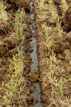 Normandy, France, May 2013.
Manure spreading on a meadow with landfill. Tractor and manure tank with drag hose injector for slurry.のeditorial素材