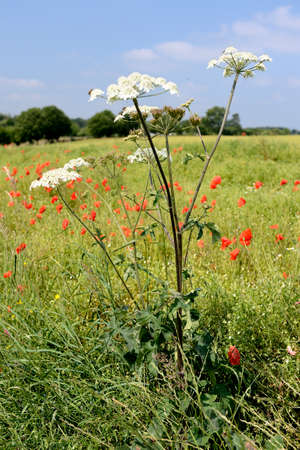 Normandy, France, July 2013.
Rapeseed field overgrown by weed like cow parsnip and poppies
