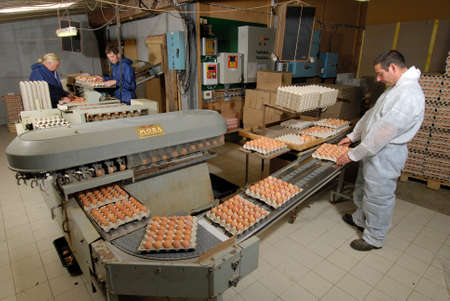 Normandy, France, May 2012.
Egg production of laying hens. Farmers working in the conditioning workshop. Sorting, grading and packing of the eggのeditorial素材