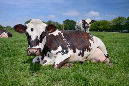 Seine-Maritime, France, juin 2013.
Organic dairy herd  who are grazing in a grassy field.
Normande...