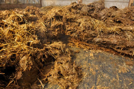 Normandy, France, March 2013.
Loading of manure in a stall of dairy farming to be spread in fieldのeditorial素材
