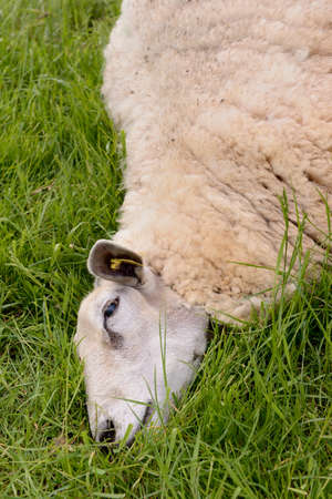 Normandie, France, June 2013
Dead ewe in a meadow. herd of sheepのeditorial素材