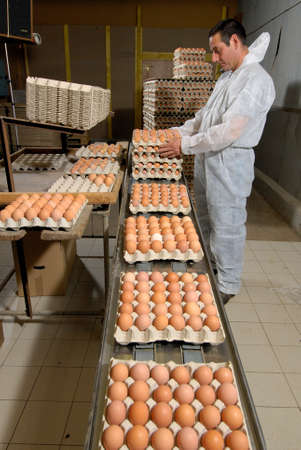 Normandy, France, May 2012.
Egg production of laying hens. Farmers working in the conditioning workshop. Sorting, grading and packing of the eggのeditorial素材