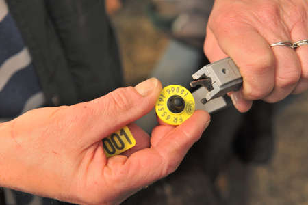 Normandie, France, April 2013.
Laying of a ear-tags identify on a goat by an agricultural...