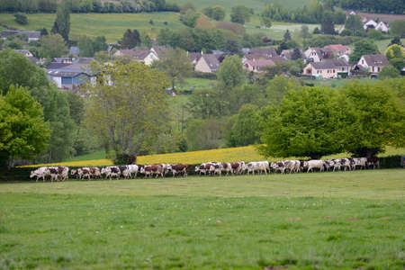 Normandy, France, May 2013.
Dairy herd  on the way to be milked. Cows Norman and Prim' Holstein breed,のeditorial素材