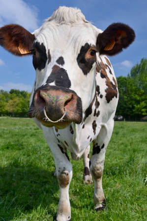 Seine-Maritime, France, juin 2013.
Organic dairy herd  who are grazing in a grassy field.
Normande cattle breed,のeditorial素材