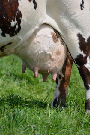 Seine-Maritime, France, juin 2013.
Organic dairy herd  who are grazing in a grassy field.
Cow's udder.
Normande cattle breed,のeditorial素材