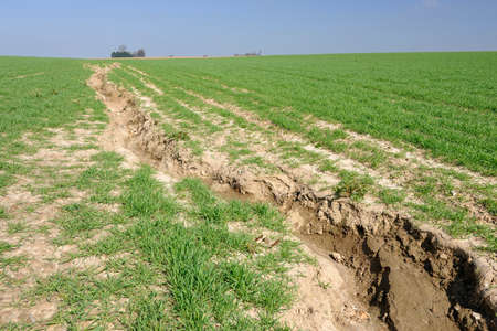 Normandiy, France, July 2013.
Soil erosion. Formation of gullies in a wheat field due to runoff of rainwaterのeditorial素材