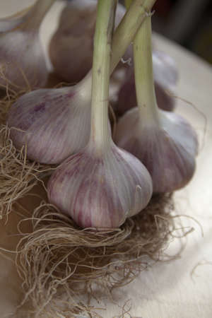 Fresh garlic on a wooden table in sunlight