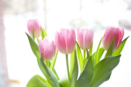 a vase with tulips on windowの写真素材