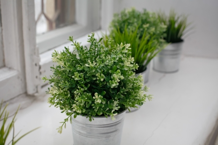 Grass bushes in a pot on windowstillの写真素材