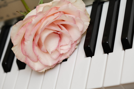 Rose closeup on electronic piano keyboardの写真素材