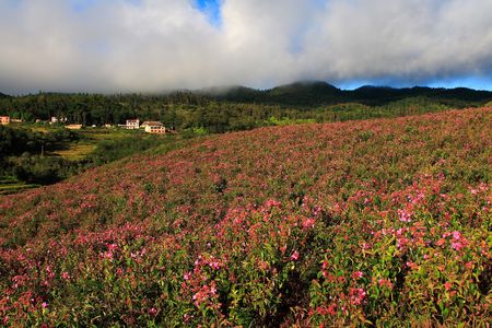 flower field under sunshineの写真素材