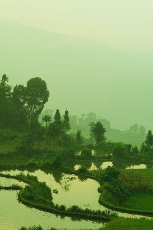A pair of geese in the evening misty poolの写真素材