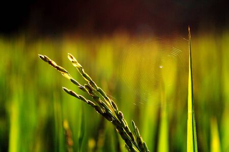 a spider sitting in the middle of its web on a rice plantの写真素材