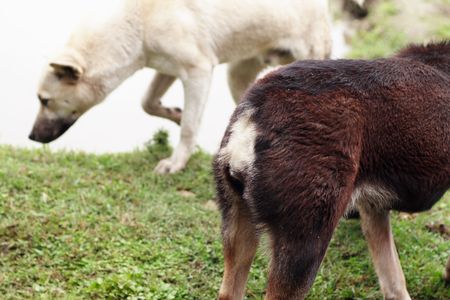 a tailless black dog and a white dogの写真素材
