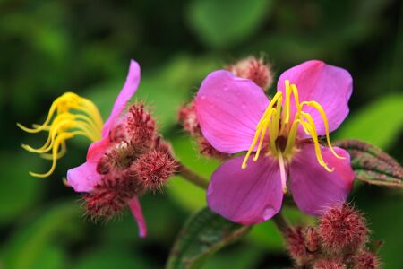 pinky flowers with yellow pistilsの写真素材