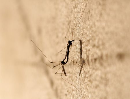 two mosquitos mating on a board at night
