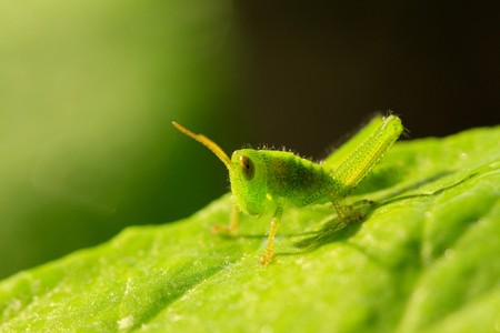 grasshopper on a leafの写真素材