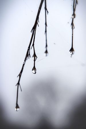 macro spring drops on the branchの写真素材