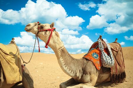 The camel sits in desertの写真素材