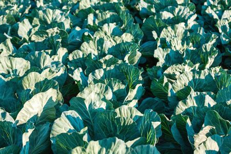 garden bed of Cabage from farmの写真素材