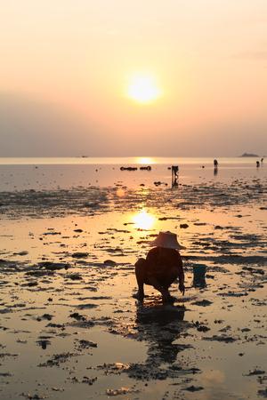 person woman in traditional Thai hat is collecting crabs at sunset at Koh Pangan, Thailandの写真素材