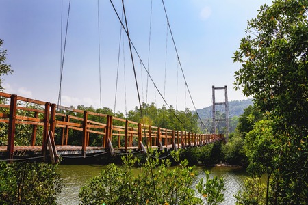 Thung Kha Bay Mangrove Forest. Wooden walkway suspension bridge in forest. Chumphon, Thailand For nature walks to study coastal plants and animals.の写真素材