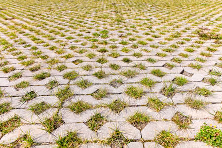 bricks floor with grass. Paving slab with grassの写真素材