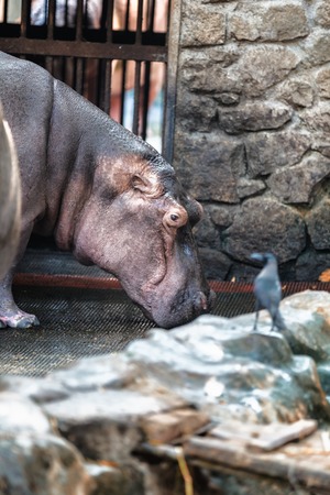Hippo, hippopotamus in Trivandrum, Thiruvananthapuram Zoo Kerala Indiaの写真素材