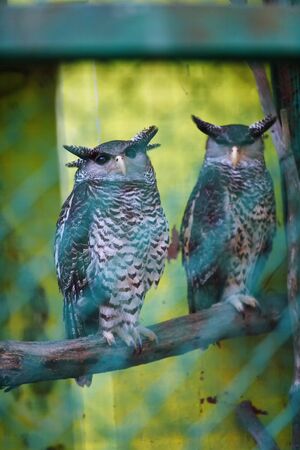 portrait of two eagle-owl sitting on the branch look in camera in Trivandrum, Thiruvananthapuram Zoo Kerala Indiaの写真素材