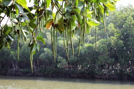 Thung Kha Bay mangrove forest, Chumphon, Thailand, river viewの写真素材