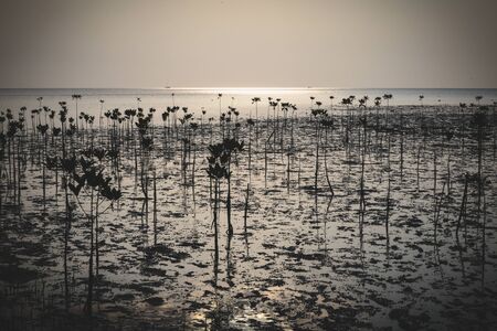 Wok Tum, Hin Kong, Plai Lem beach area of wetland with mangrove forest at Koh Pha ngan island beachfront sea shore area at low tide on sunset Gulf of Thailand. Locals harves crabs and seafoodの写真素材