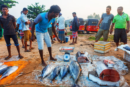 Beruwala, Sri Lanka - 10 February, 2017: Group of sellers and customers bargain fresh catched salmon at fish market in Bentota or Aluthgama area. One of the biggest Srilankan fresh seafood marketsのeditorial素材
